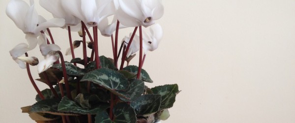 Beste Topfblumen fürs Zuhause