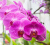 Orchideen – diverse Arten für den Garten