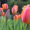 Tulpen - populäre und vielfältige Gartenpflanzen